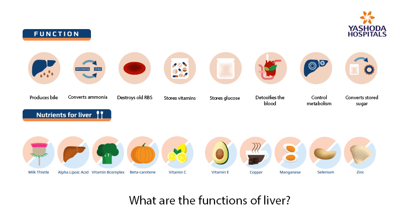 Functions of liver