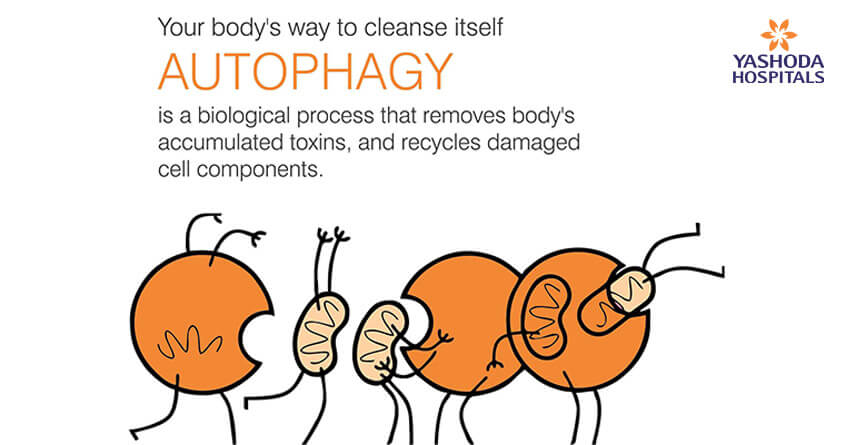 How to cleanse your body by itself? Know more about Autophagy.