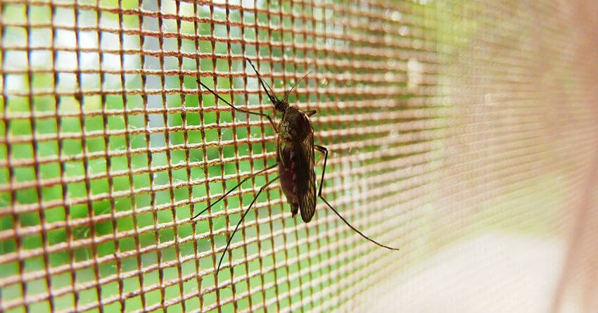 Dengue on the prowl