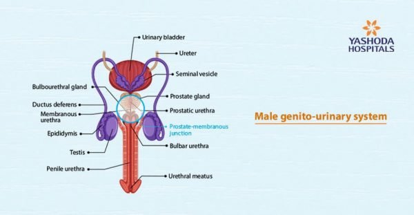 Male Urethral Stricture The Disease Is As Old As Humanity Yashoda 1199